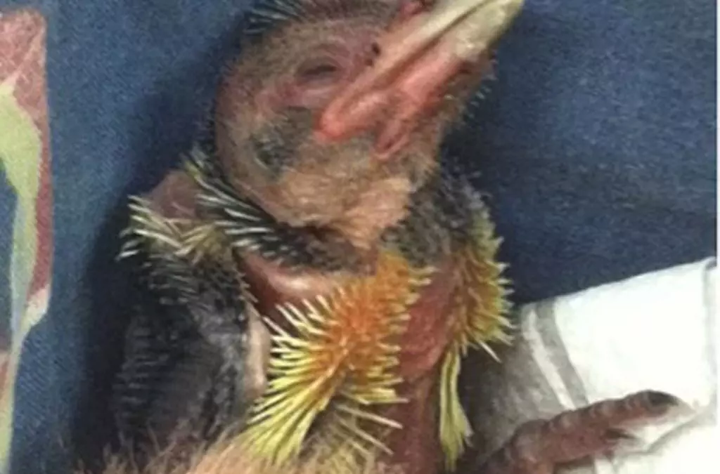 Raising a crested barbet chick: