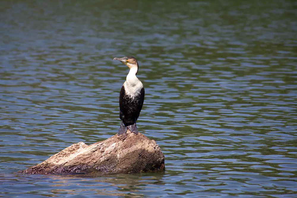 Blyde-Canyon-Limpopo-River-Bird