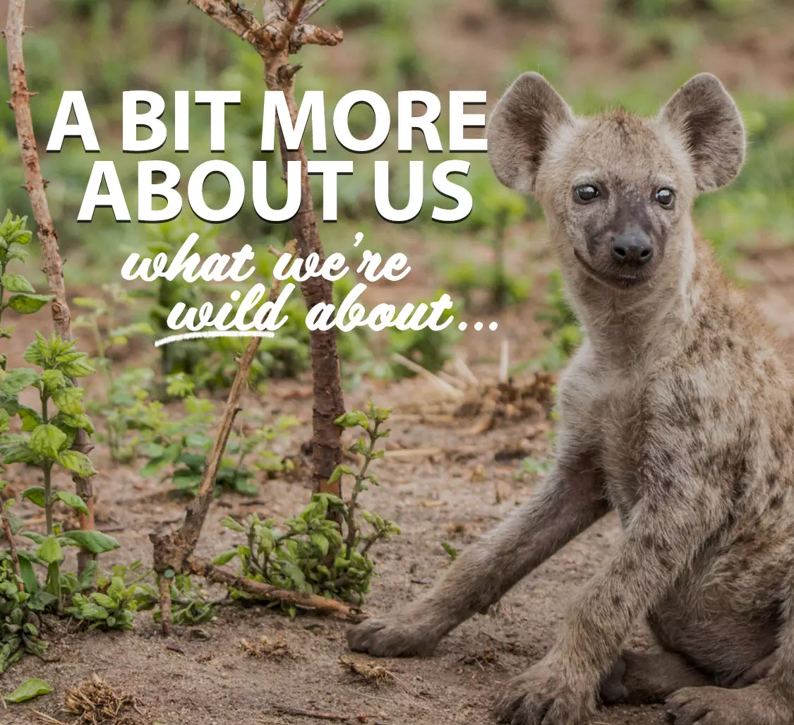 Bushbaby-Adventures-About-Page-Mobile