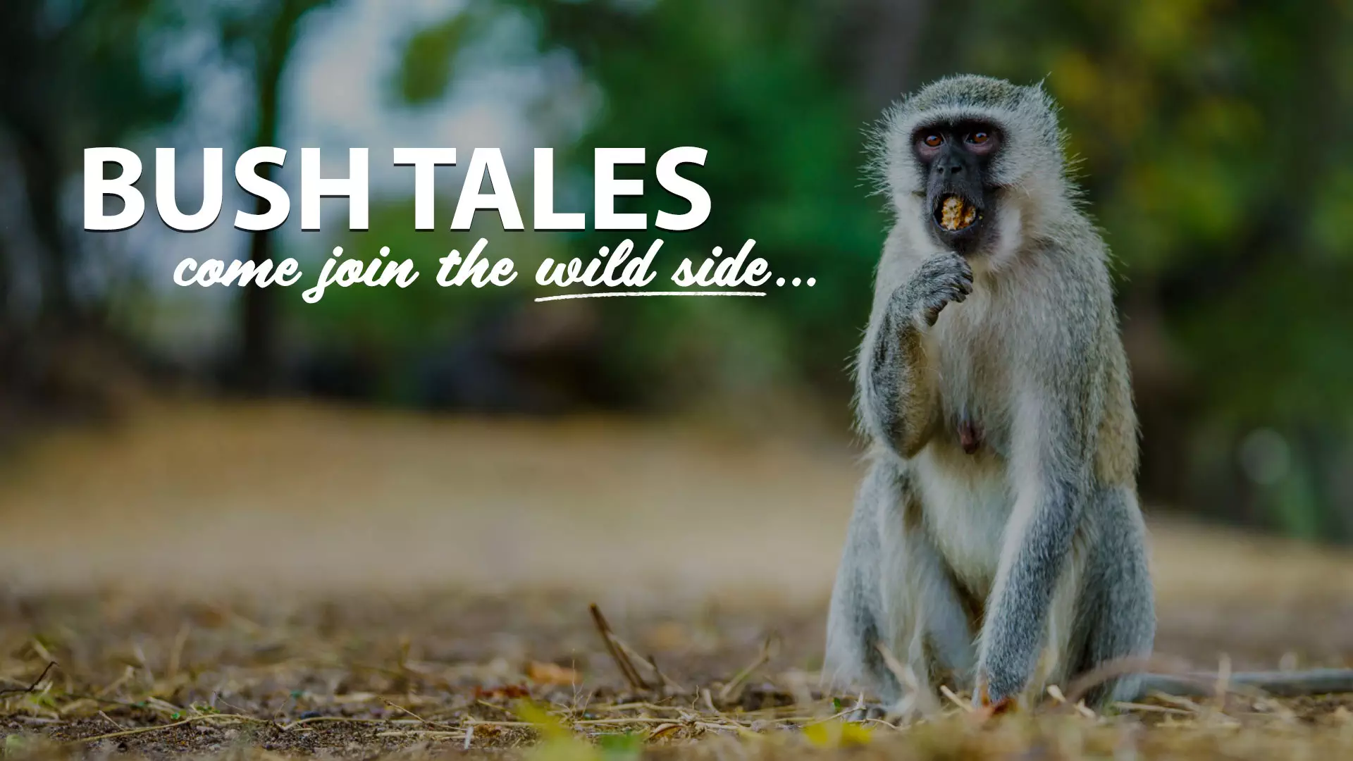 Bushbaby-Adventures-BushTales-Page-Desktop