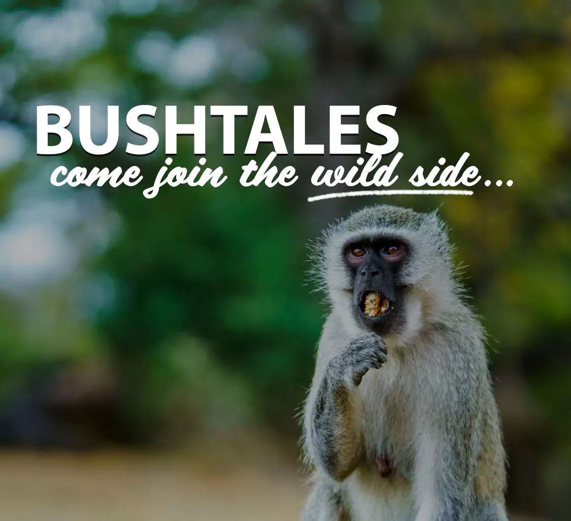 Bushbaby-Adventures-BushTales-Page-Mobile