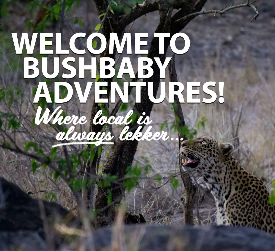 Bushbaby-Adventures-Home-Page-Mobile-Phonev2