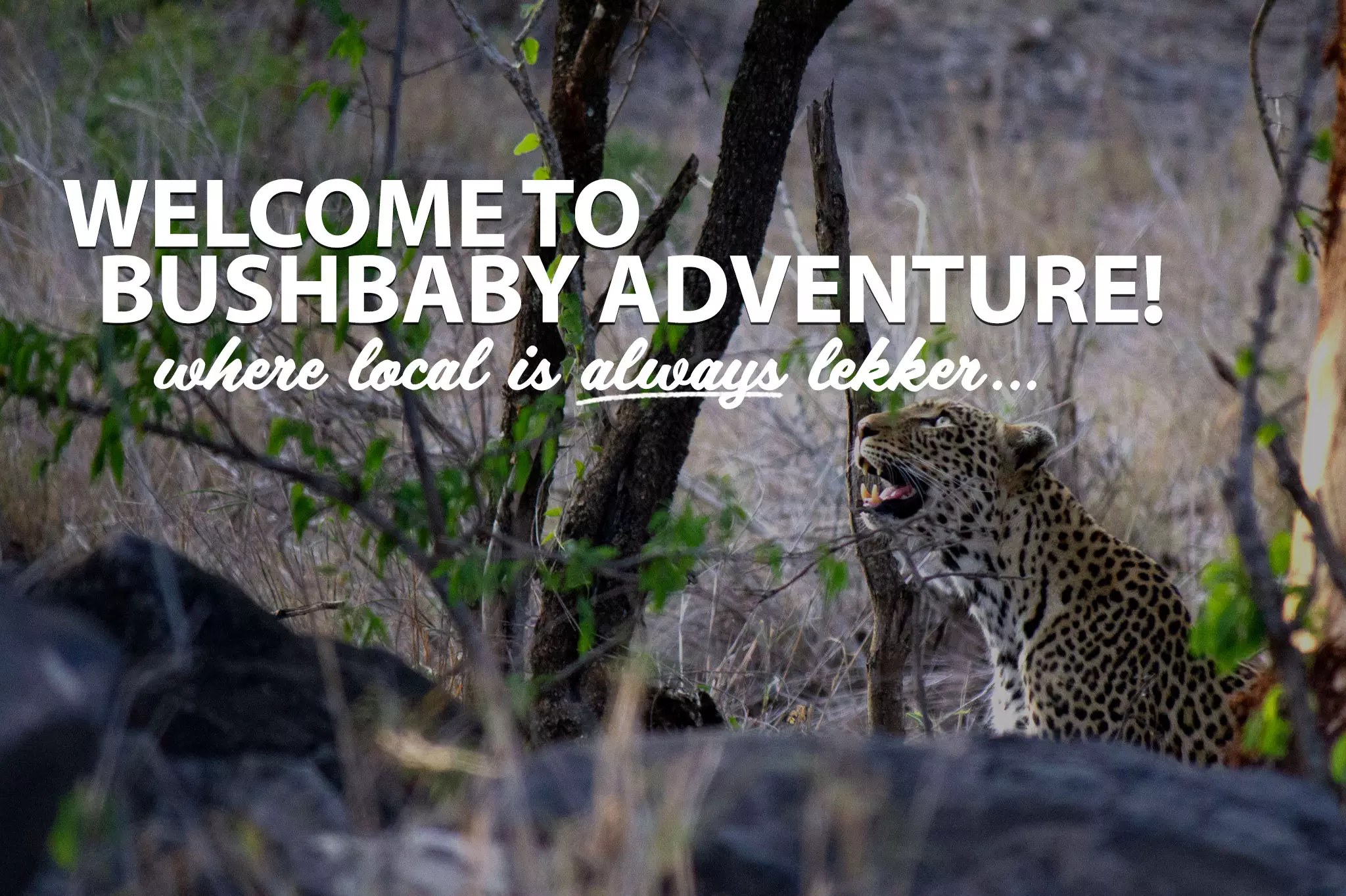 Bushbaby-Adventures-Home-Page-Mobile-Tabletv2