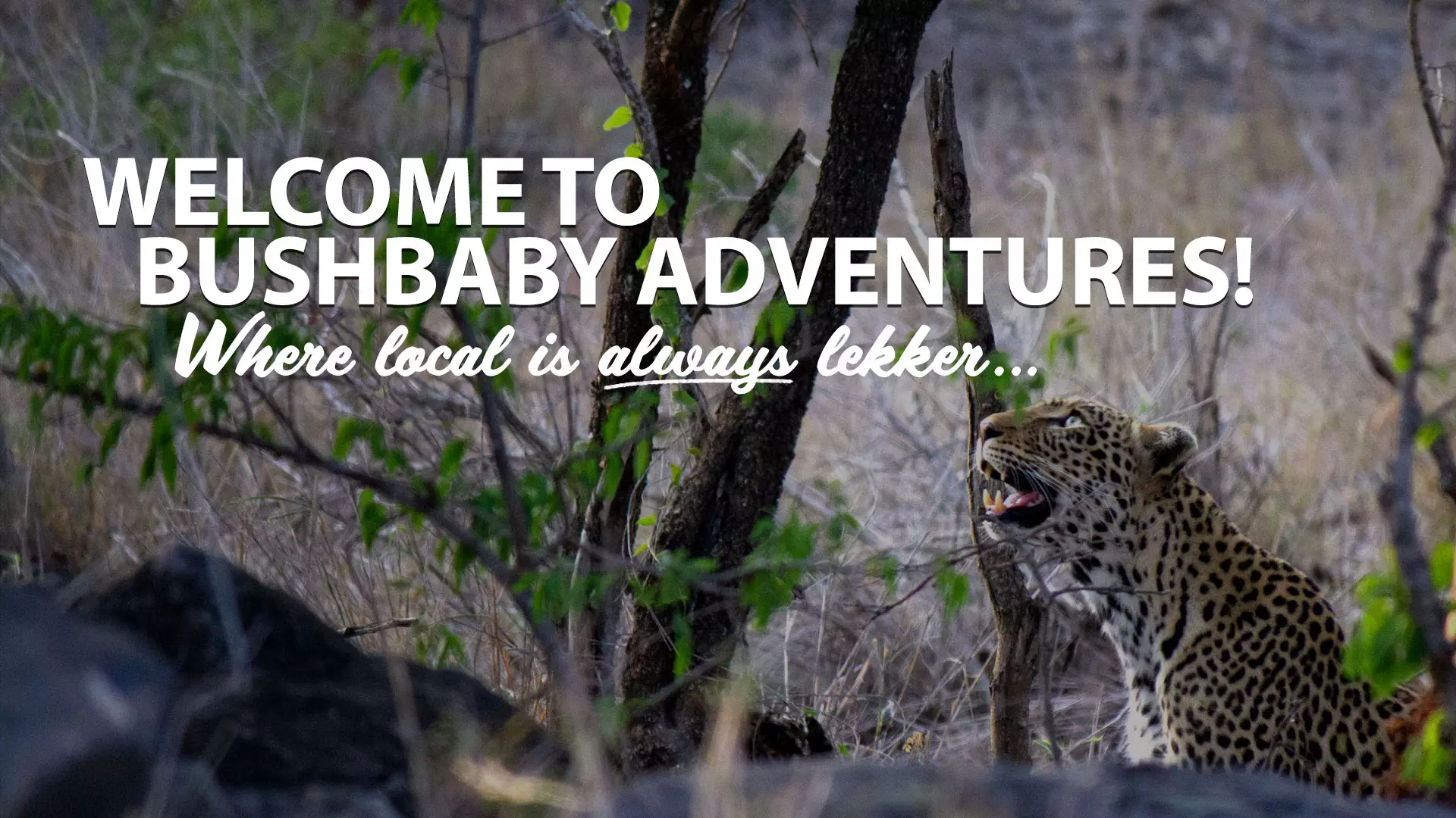 Bushbaby-Adventures-Home-Pagev2