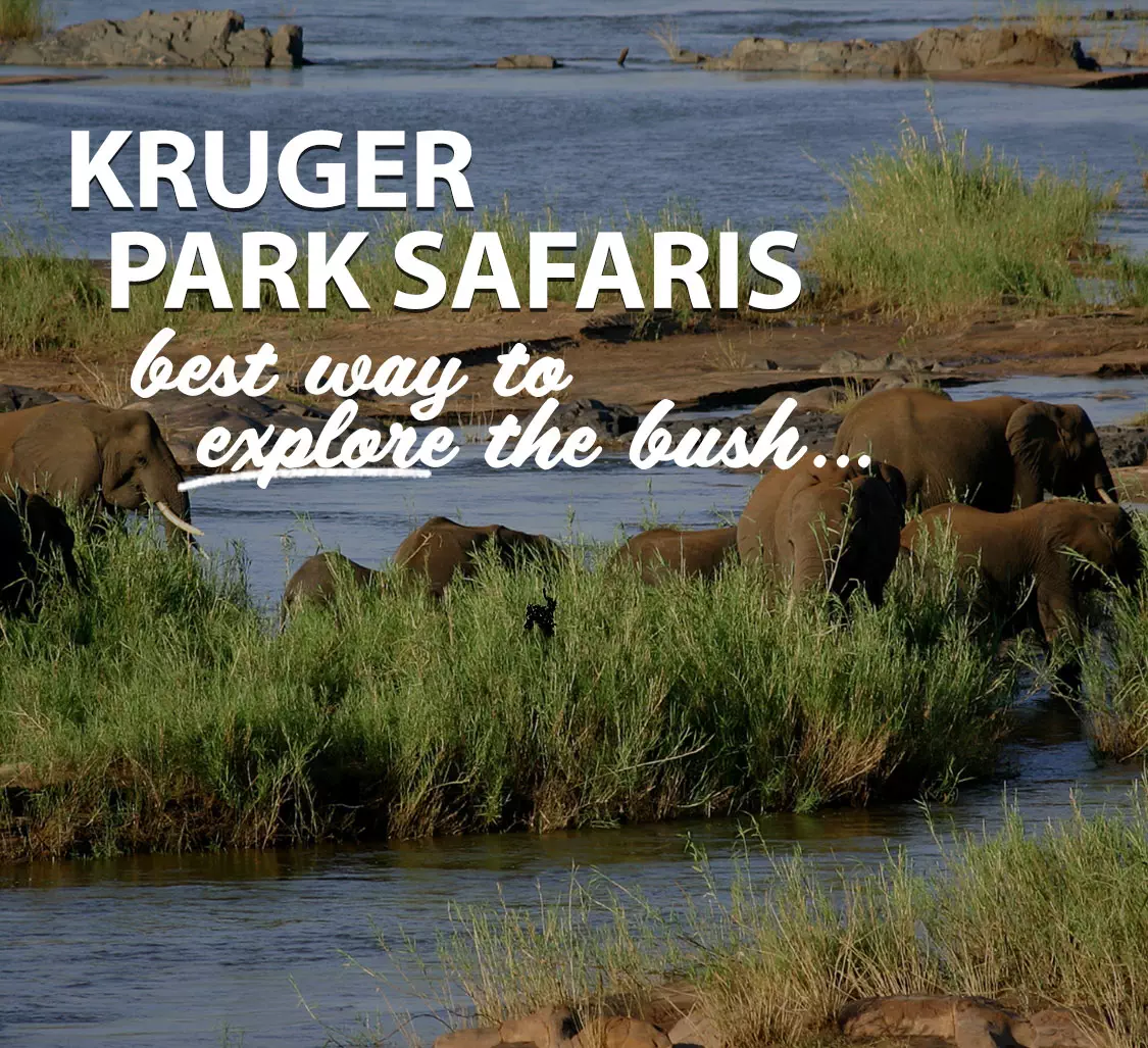 Bushbaby-Adventures-Kruger-Safaris-Page-Mobile