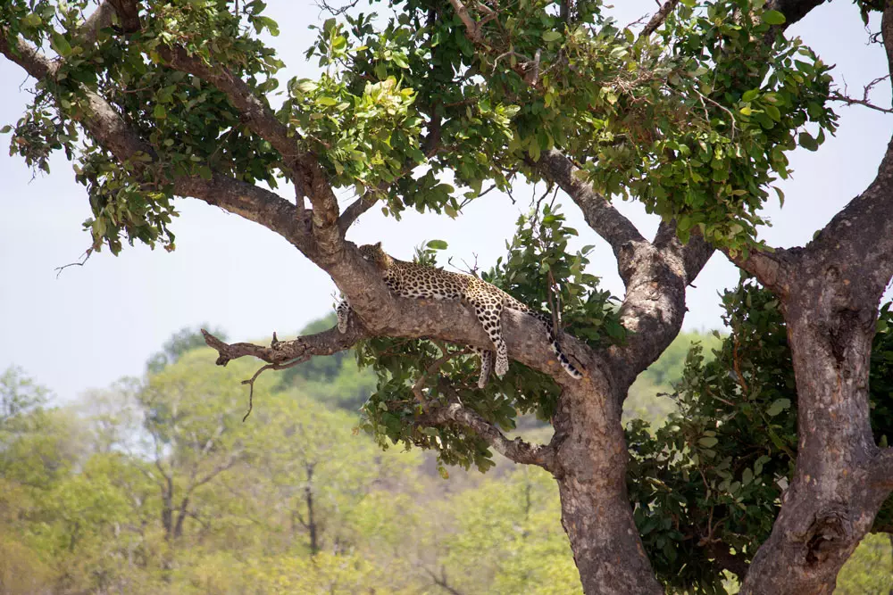 Kruger-National-Park-Limpopo-Leopard