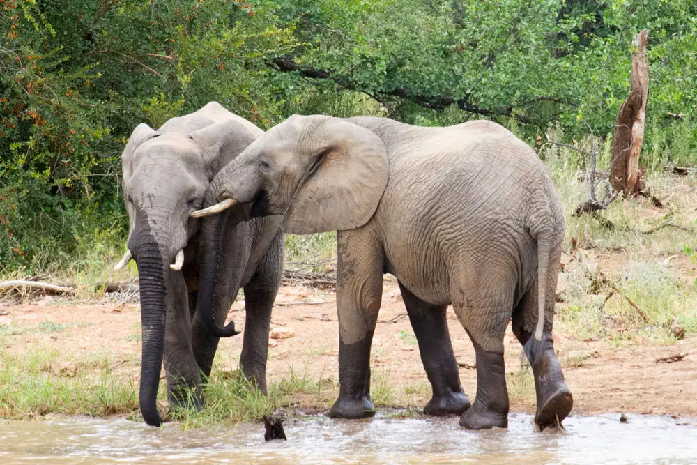 Kruger-National-Park-Limpopo