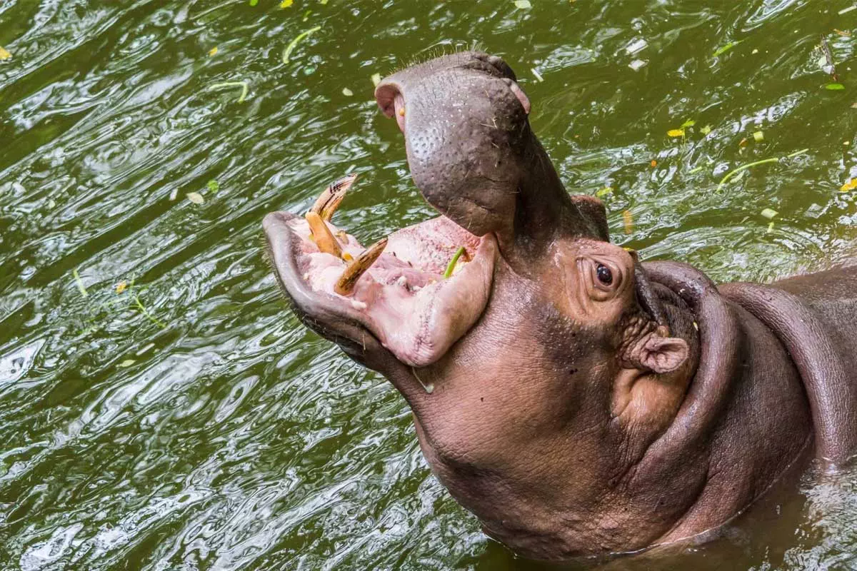 ba-jessica-the-hippo-feature1-v1