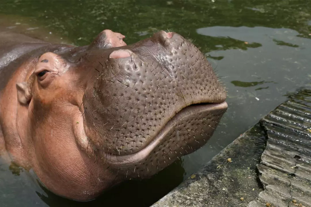 ba-jessica-the-hippo-img1-v1